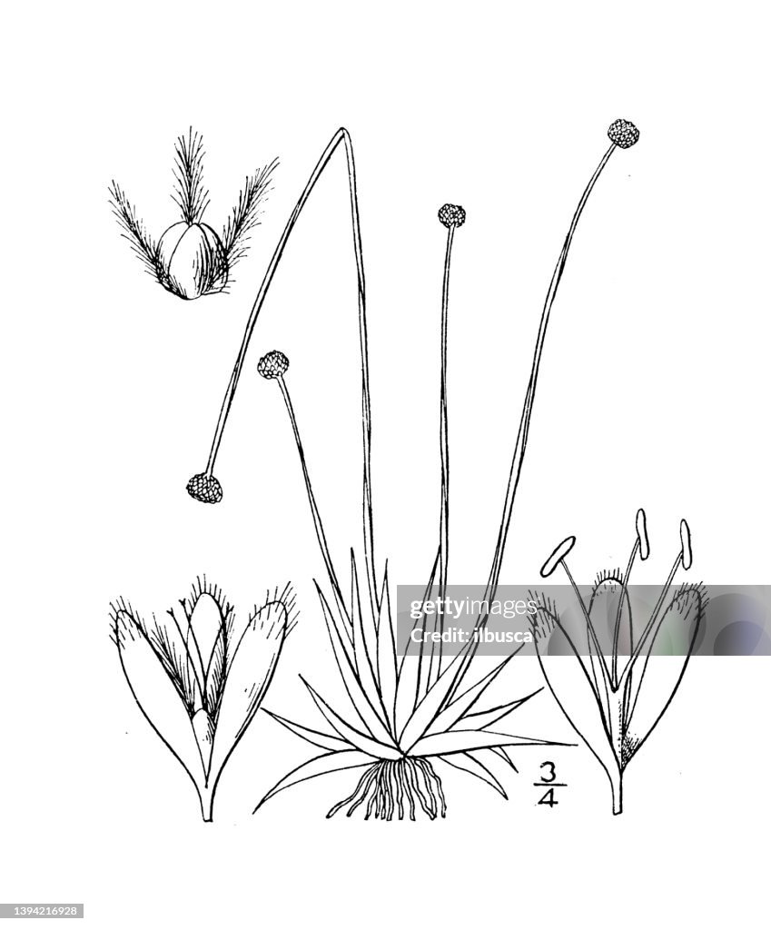 Antique botany plant illustration: Lachnocaulon anceps, Hairy Pipewort
