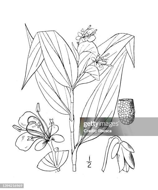 antique botany plant illustration: commelina communis, asiatic dayflower - castor bean plant stock illustrations