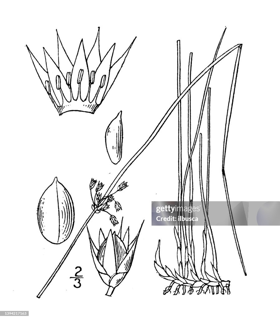 Antique Botany Plant Illustration Juncus Filiformis Thread Rush High ...
