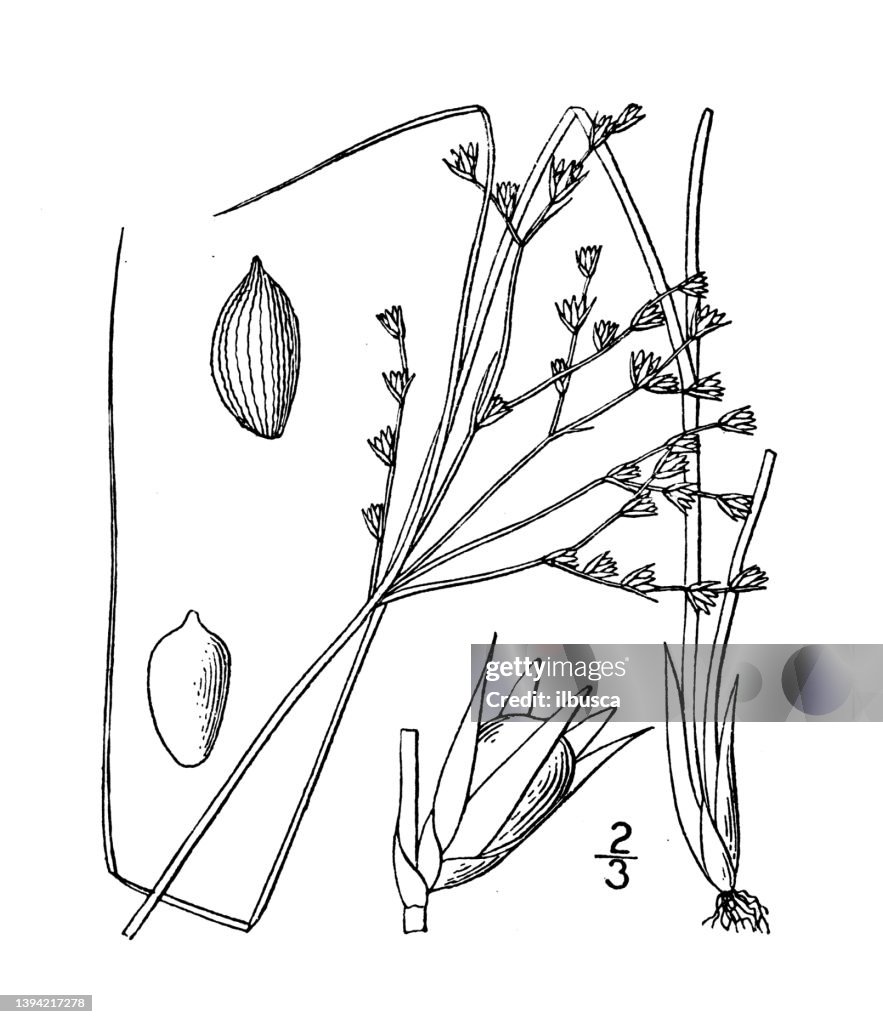 Antique botany plant illustration: Juncus tenuis, Slender Rush
