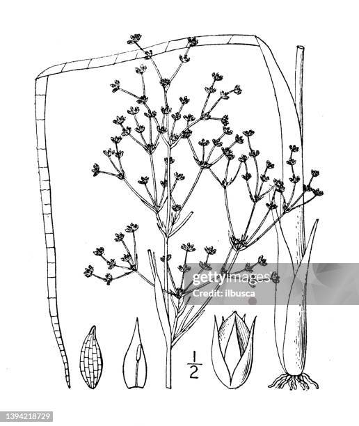 antique botany plant illustration: juncus robustus, stout rush - strong old tree stock illustrations