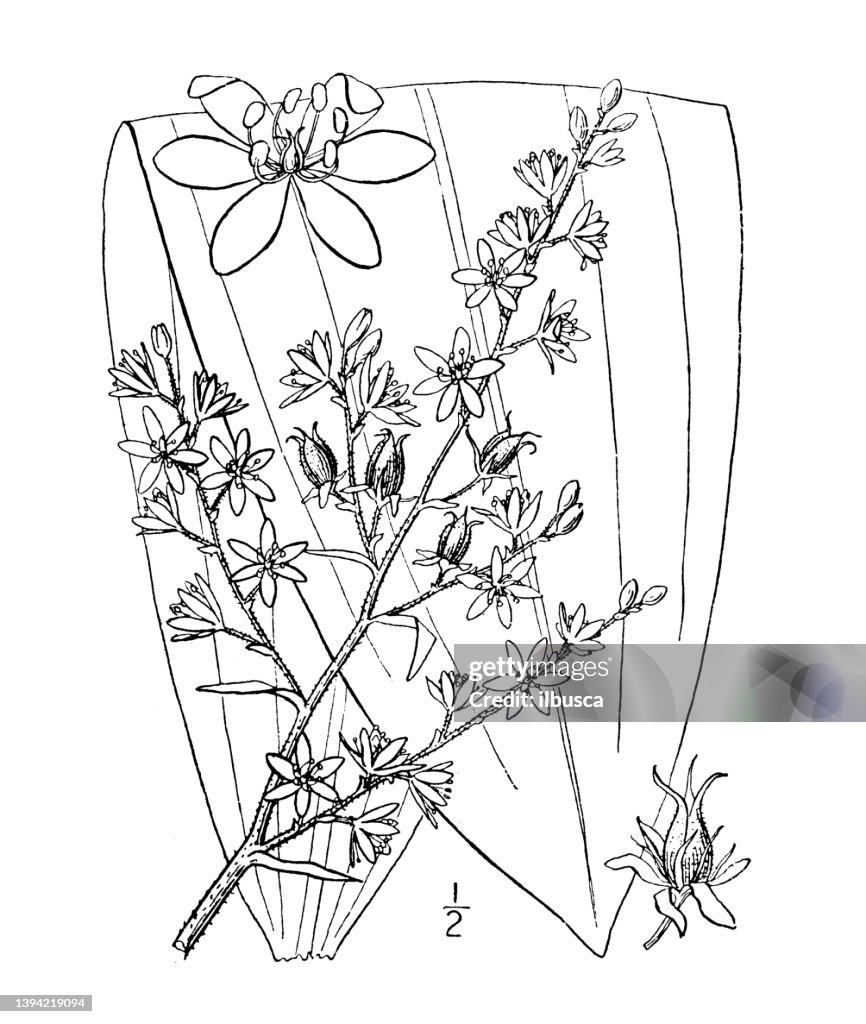 Antique botany plant illustration: Veratrum Woodii, Wood's false Hellebore