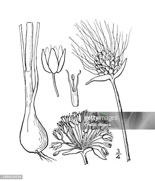antique botany plant illustration: allium vineale, wild garlic, field garlic - wild garlic stock illustrations