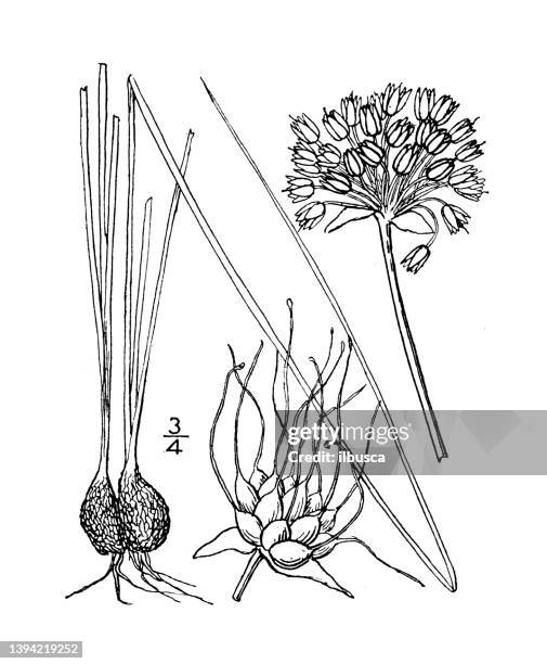 antike botanische pflanzenillustration: allium canadense, wiesenknoblauch - zierlauch stock-grafiken, -clipart, -cartoons und -symbole