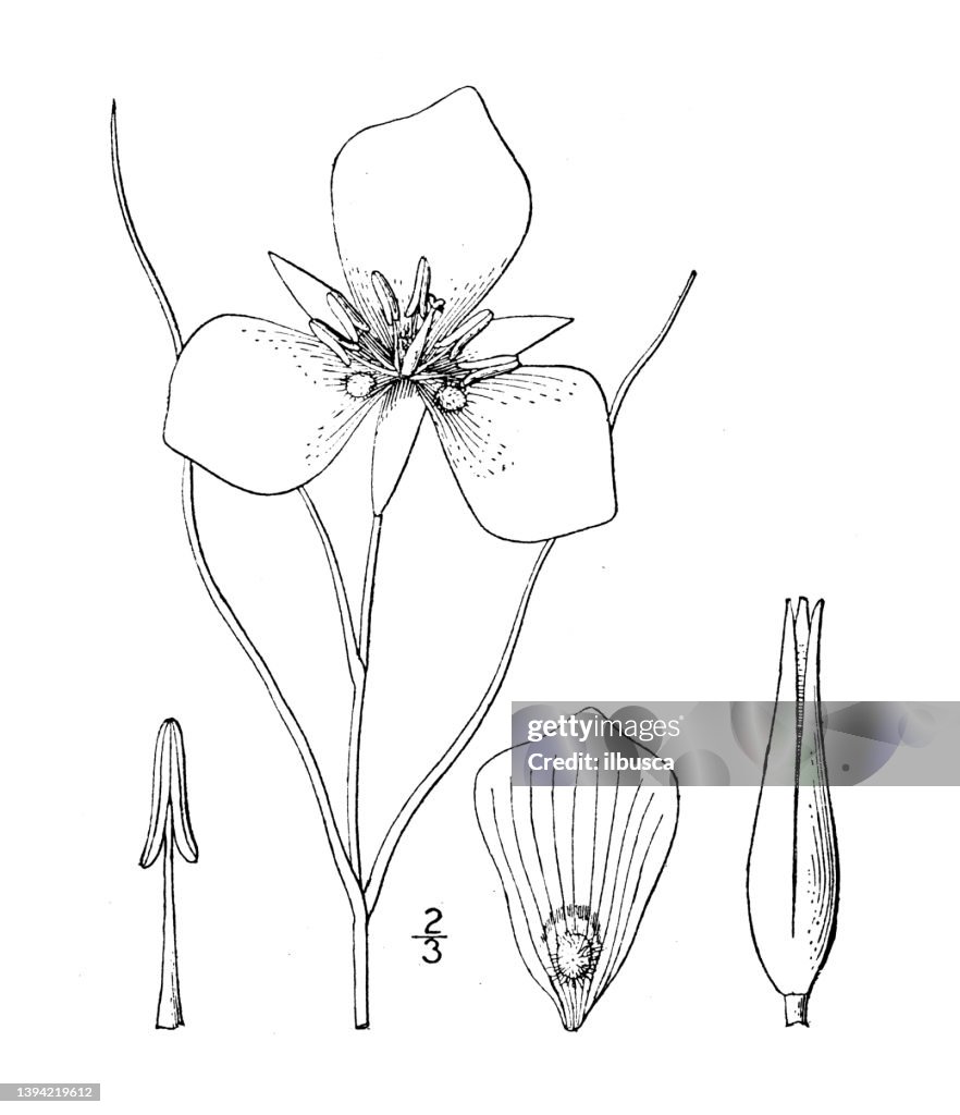 Antique botany plant illustration: Calochortus Nuttallii, Nuttall's Mariposa Lily