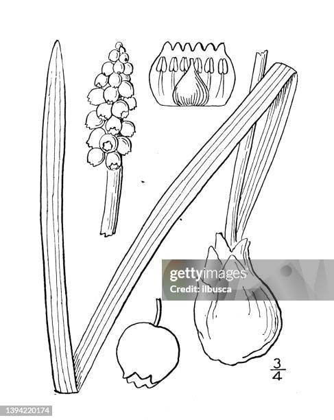 antique botany plant illustration: muscari botryoides, grape hyacinth - muscari botryoides stock illustrations