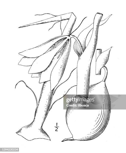 antique botany plant illustration: yucca baccata, spanish bayonet - bayonets stock illustrations