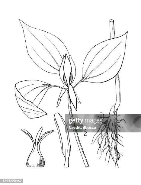 antique botany plant illustration: trillium recurvatum, praire wake-robin - echinoparyphium recurvatum stock illustrations