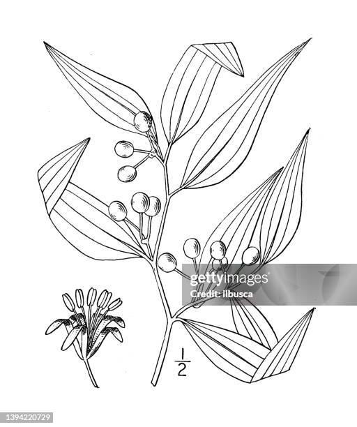 antique botany plant illustration: smilax lanceolata, lance leaved greenbrier - white sulphur springs west virginia stock illustrations