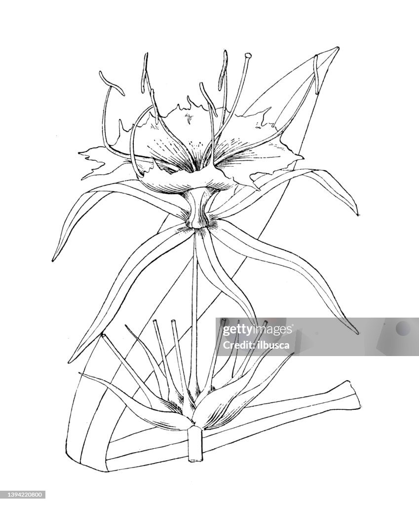 Antique botany plant illustration: Hymenocallis occidentalis, Hymenocallis