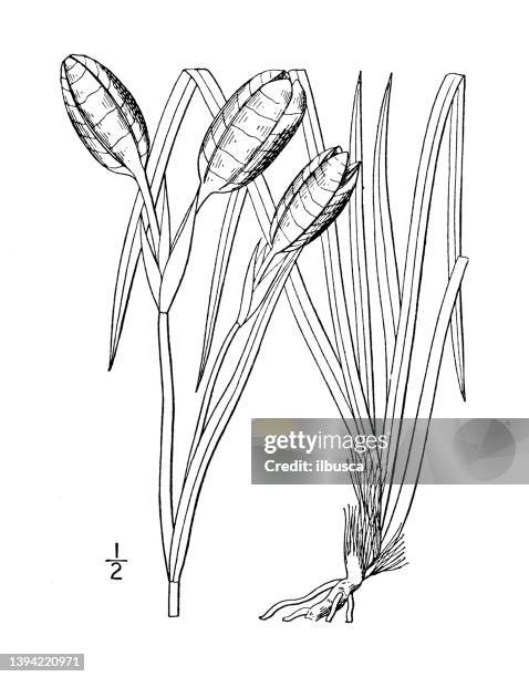 antique botany plant illustration: iris hookeri, hooker's blue flag - blue flag iris stock illustrations