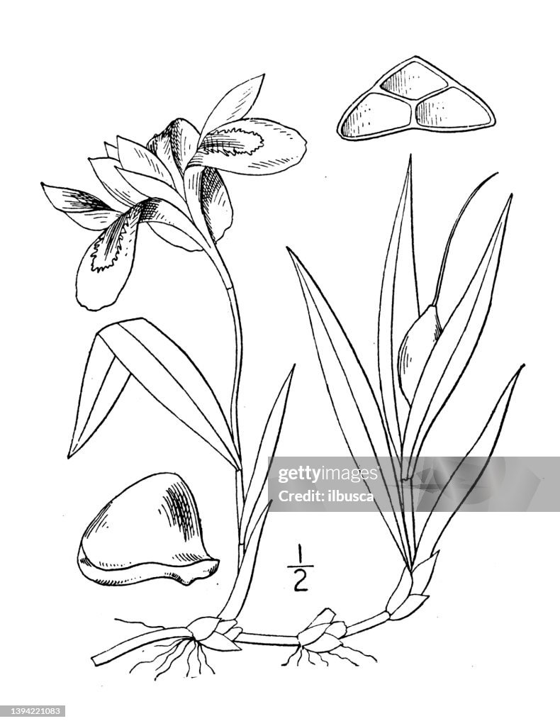 Antique botany plant illustration: Iris Cristata, Crested dwarf iris
