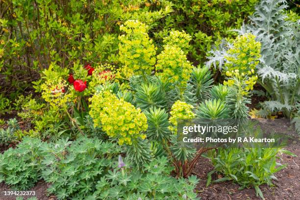 euphorbia characias (mediterranean spurge) in an english garden - evergreen plant stock pictures, royalty-free photos & images