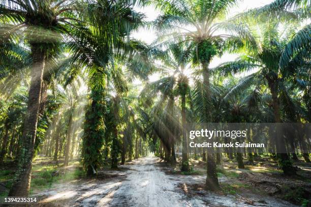 sun shining through palm tree - oil palm imagens e fotografias de stock