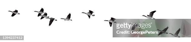 stockillustraties, clipart, cartoons en iconen met canada geese flying in formation - klapwieken