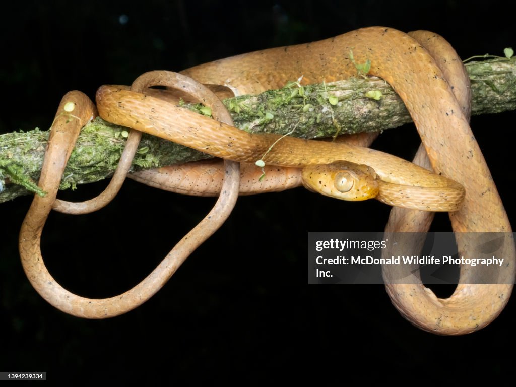 Blunt-headed Tree Snake