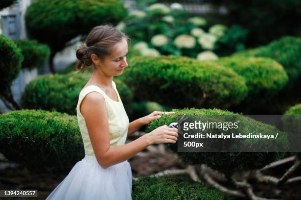 woman girl in dress with garden scissors cuts juniper - small juniper stock pictures, royalty-free photos & images