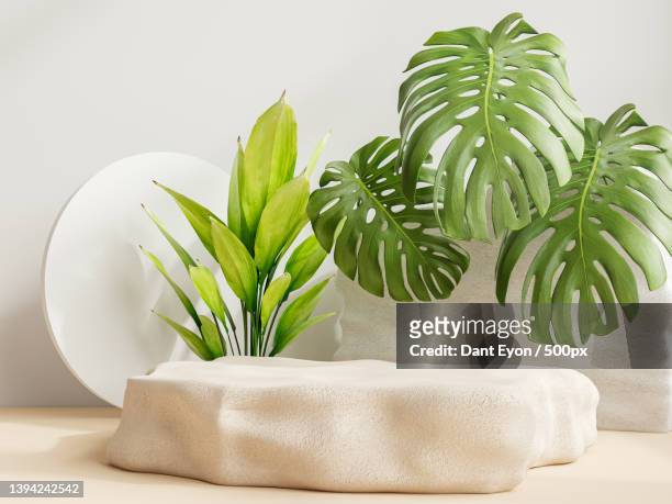 close-up of potted plant on table against white background,oran,algeria - テーブルコーディネート ストックフォトと画像