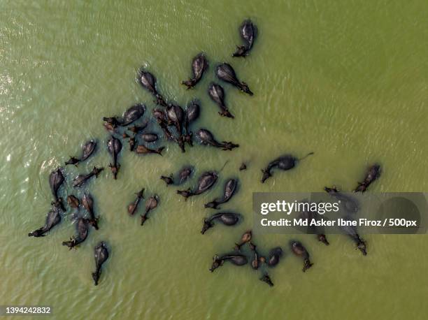 cattle bath,aerial view of a flock of sheep,bangladesh - bangladesh aerial stock pictures, royalty-free photos & images