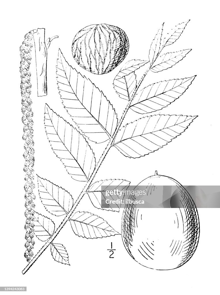 Antique botany plant illustration: Juglans nigra, Black walnut