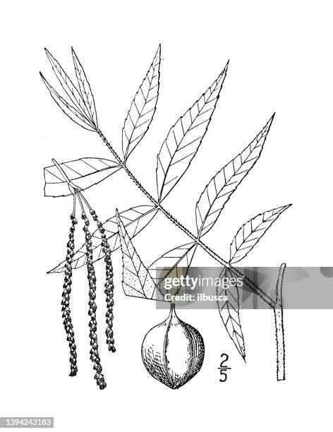 antique botany plant illustration: hicoria aquatica, water hickory - pecan stock illustrations