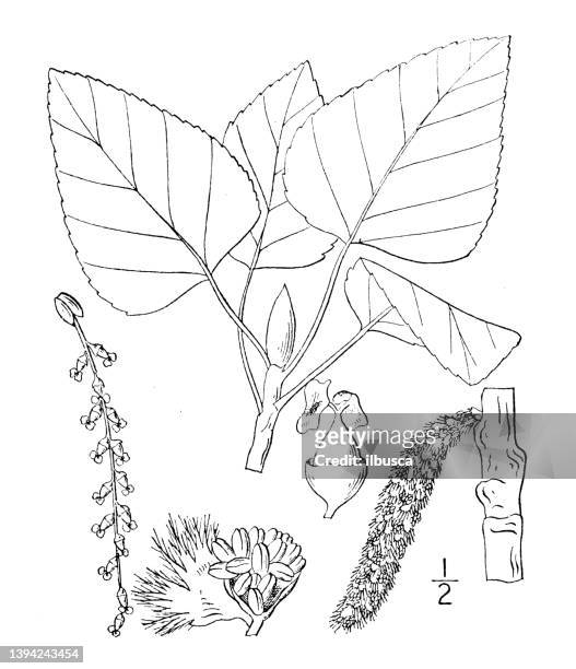 antique botany plant illustration: populus balsamifera, tacamahac, balsam poplar - poplar tree stock illustrations