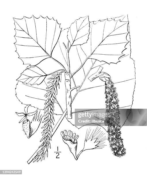 antique botany plant illustration: populus grandidentata, large toothed aspen - populus grandidentata stock illustrations