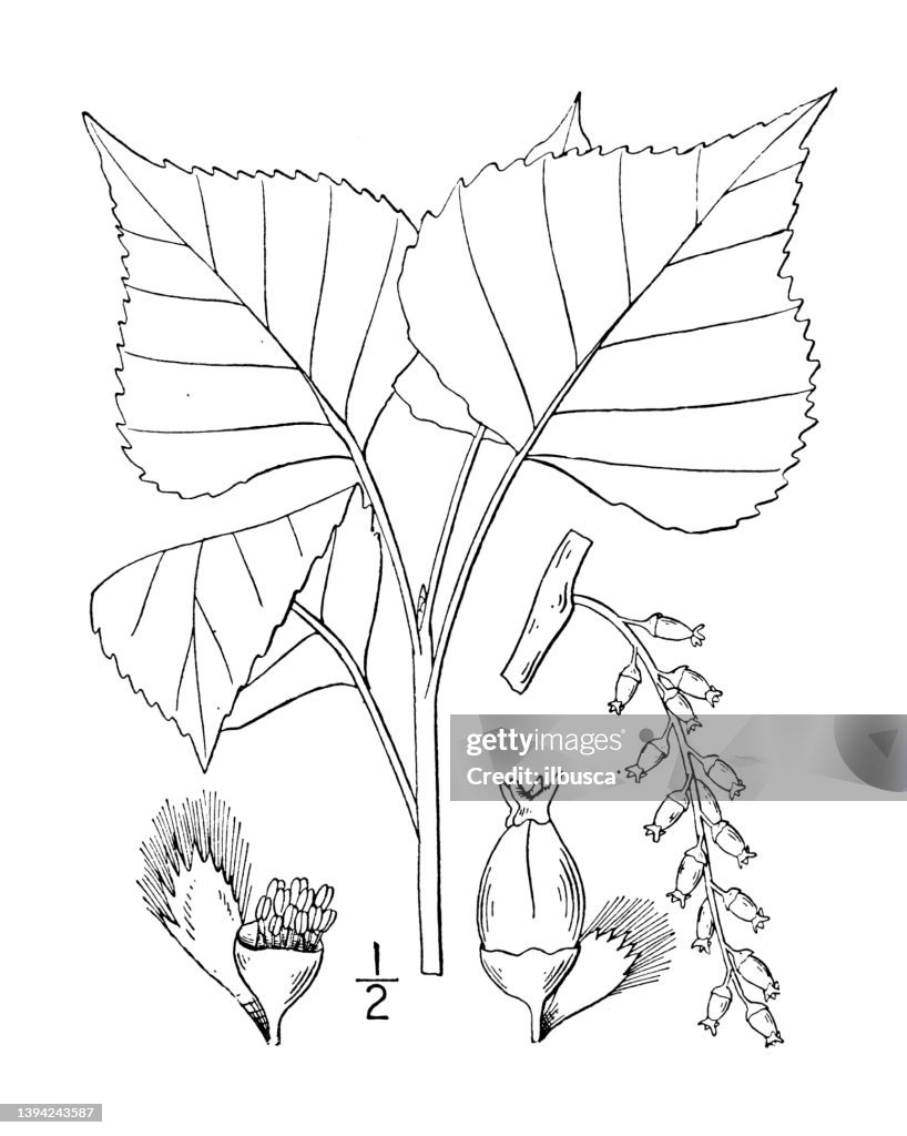 Antique botany plant illustration: Populus nigra, Black poplar