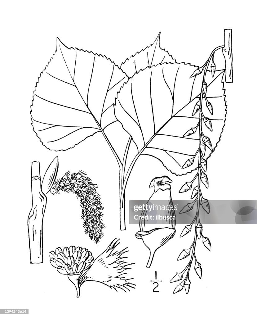 Antique botany plant illustration: Populus deltoides, Cottonwood, Necklace poplar