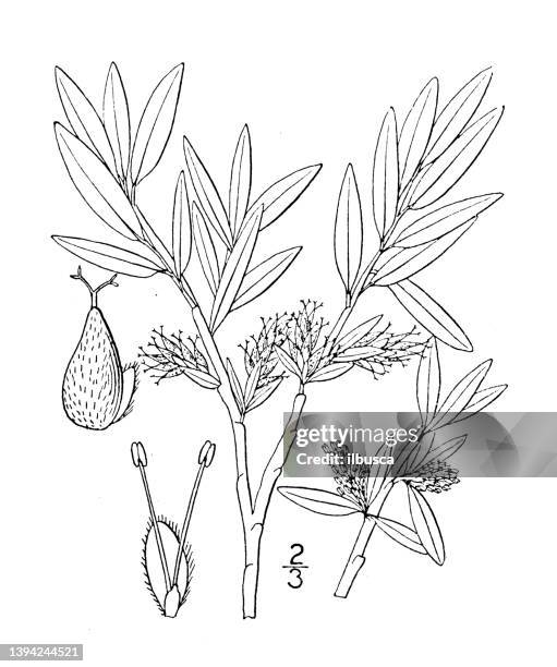 antique botany plant illustration: salix desertorum, desert willow - desert willow tree stock illustrations
