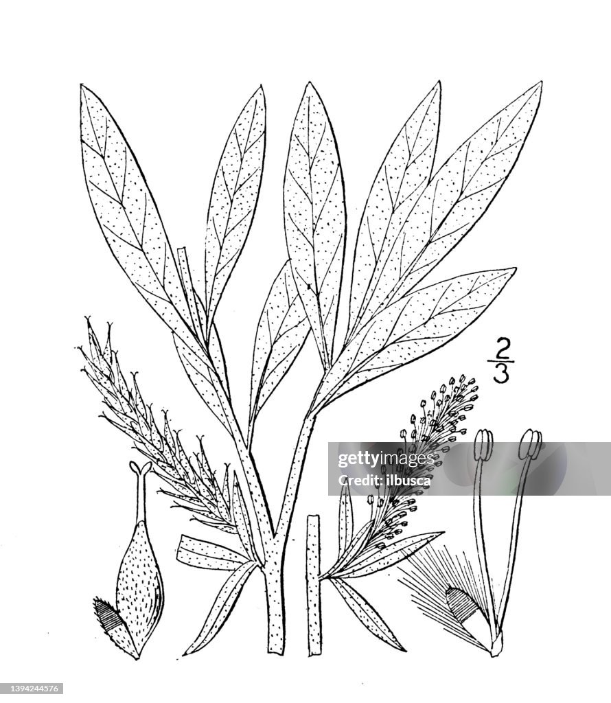 Illustrazione della pianta botanica antica: Salix candida, Salice santo