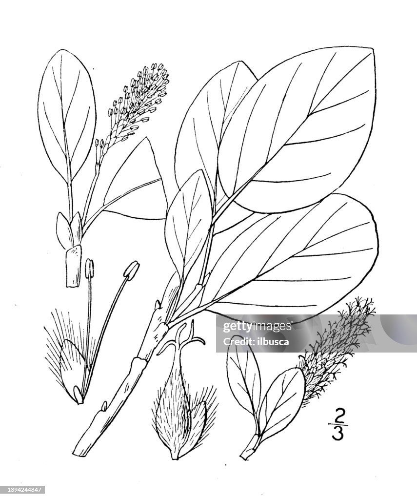 Antique botany plant illustration: Salix Arctica, Arctic Willow, Ground Willow