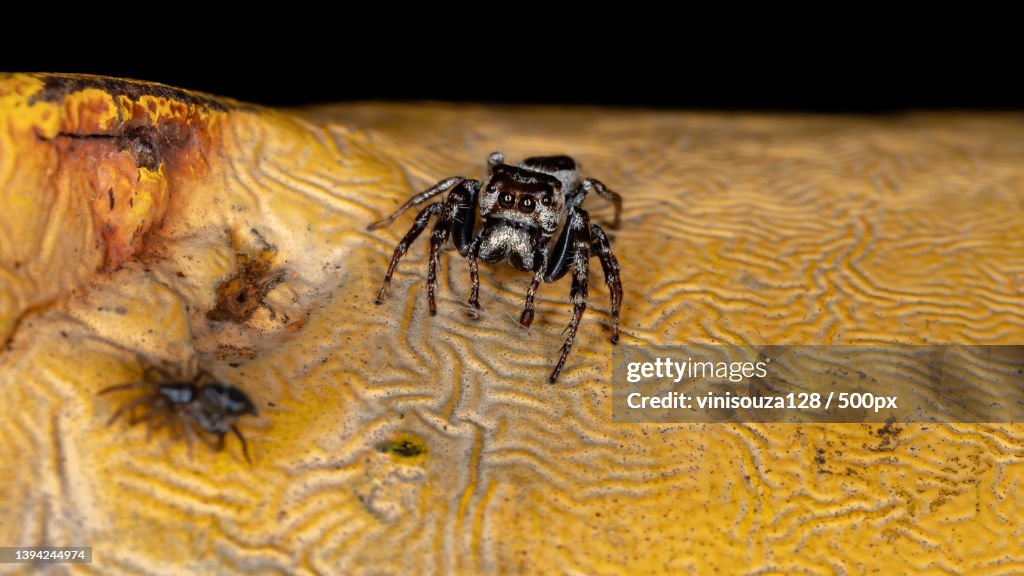 Male Jumping Spider,Close-up of spider on black surface