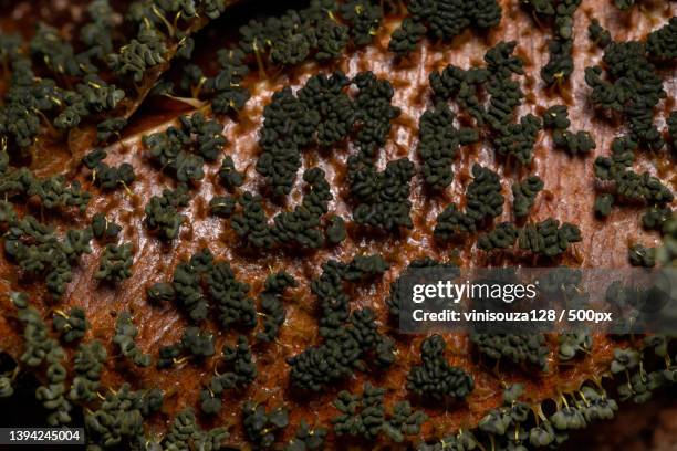 many headed slime scattered on dry leaves on the ground - plasmódio - fotografias e filmes do acervo