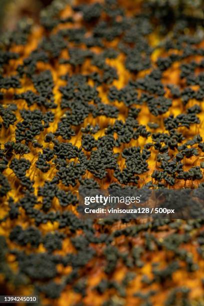 many headed slime scattered on dry leaves on the ground - plasmódio - fotografias e filmes do acervo