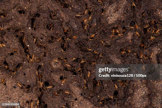 adult nasute termites,full frame shot of weathered wall - isoptera stock pictures, royalty-free photos & images