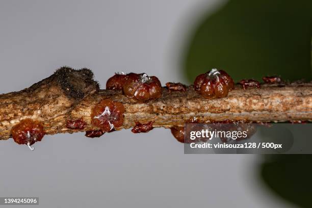 small lacquer-producing mealybugs,close-up of ants on branch - lackiert stock-fotos und bilder