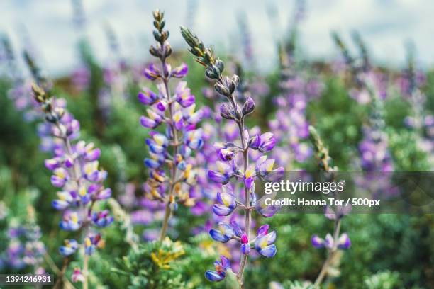 wildflowers close-up silver lupine lupinus argenteus in bloom,california,united states,usa - argenteus stock pictures, royalty-free photos & images