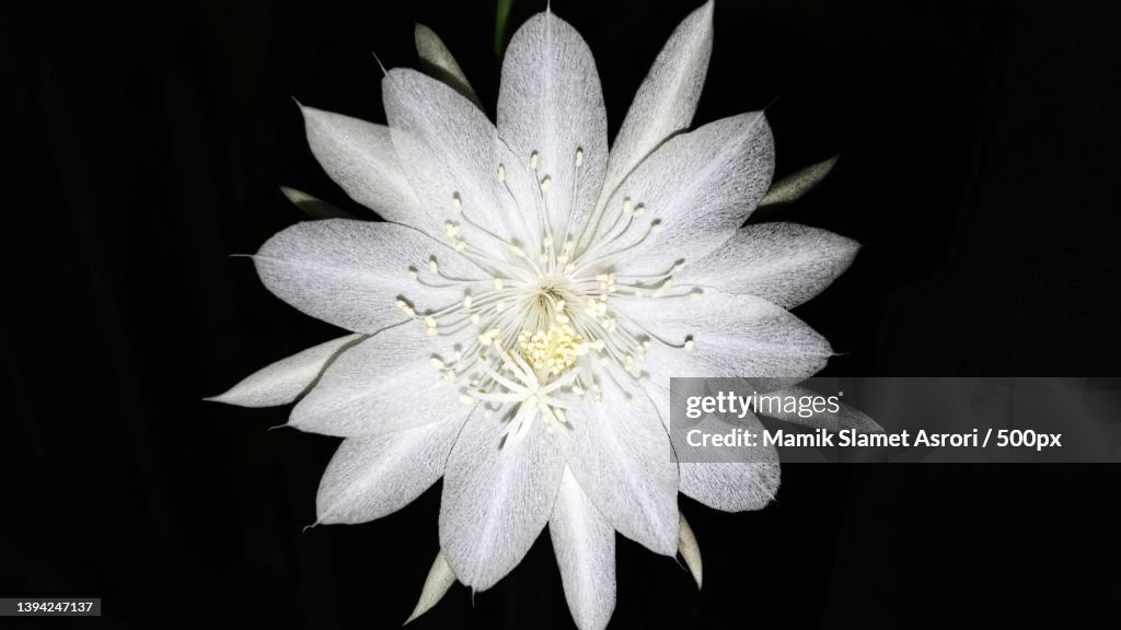 Epiphyllum oxypetalum,Queen of the night or wijaya kusuma,Indonesia