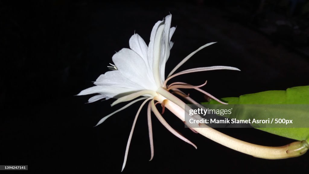 Epiphyllum oxypetalum,Queen of the night or wijaya kusuma,Indonesia