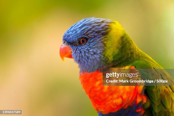 close-up of rainbow lorikeet perching on branch,sutherland,new south wales,australia - oiseau tropical photos et images de collection