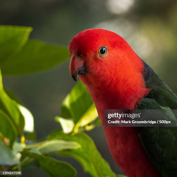 close-up of macaw,sutherland,new south wales,australia - king parrot stock pictures, royalty-free photos & images