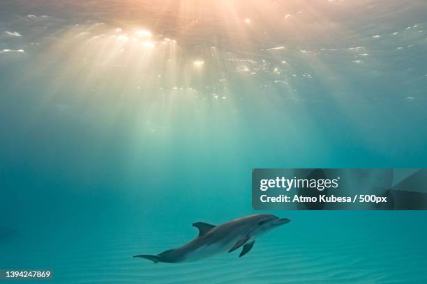 low angle view of bottle swimming in sea,bimini,bahamas - tursiope foto e immagini stock