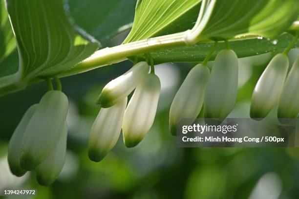 polygonatum multiflorum sceau de salomon eurasian solomons seal - polygonatum multiflorum stock pictures, royalty-free photos & images