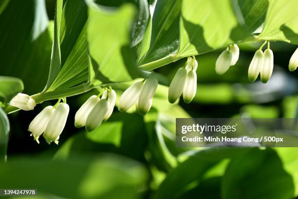 polygonatum multiflorum sceau de salomon eurasian solomons seal - polygonatum multiflorum stockfoto's en -beelden