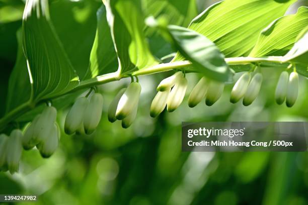 polygonatum multiflorum sceau de salomon eurasian solomons seal - polygonatum multiflorum stockfoto's en -beelden