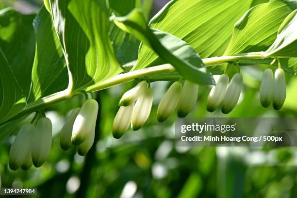 polygonatum multiflorum sceau de salomon eurasian solomons seal - polygonatum multiflorum stock pictures, royalty-free photos & images