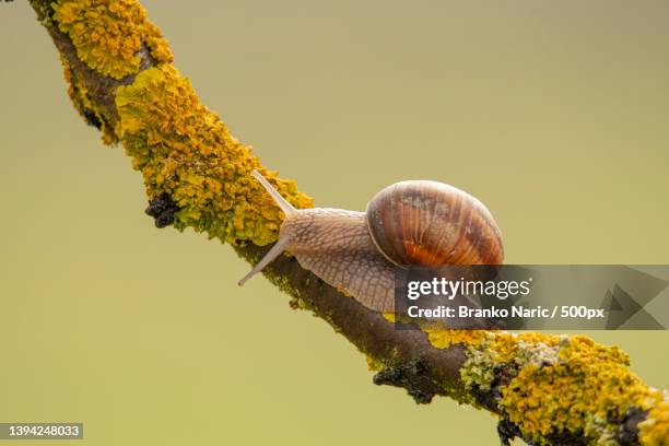 close-up of snail on yellow flower,germany - schnecken stock-fotos und bilder