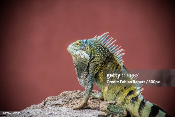 close-up of iguana on rock,curacao - iguana stock pictures, royalty-free photos & images