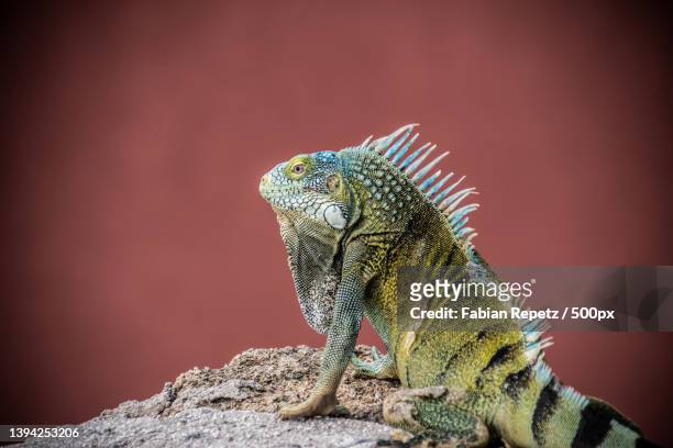 close-up of iguana on rock,curacao - iguana imagens e fotografias de stock